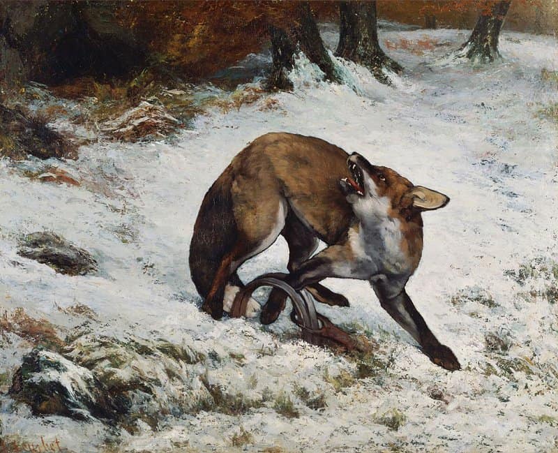 Peinture sur toile, reproduction de Gustave Courbet, Renard pris dans un piège qualité musée