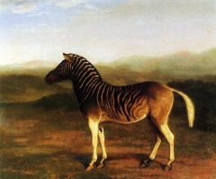 Un Male Quagga Par Jacques-laurent Agasse